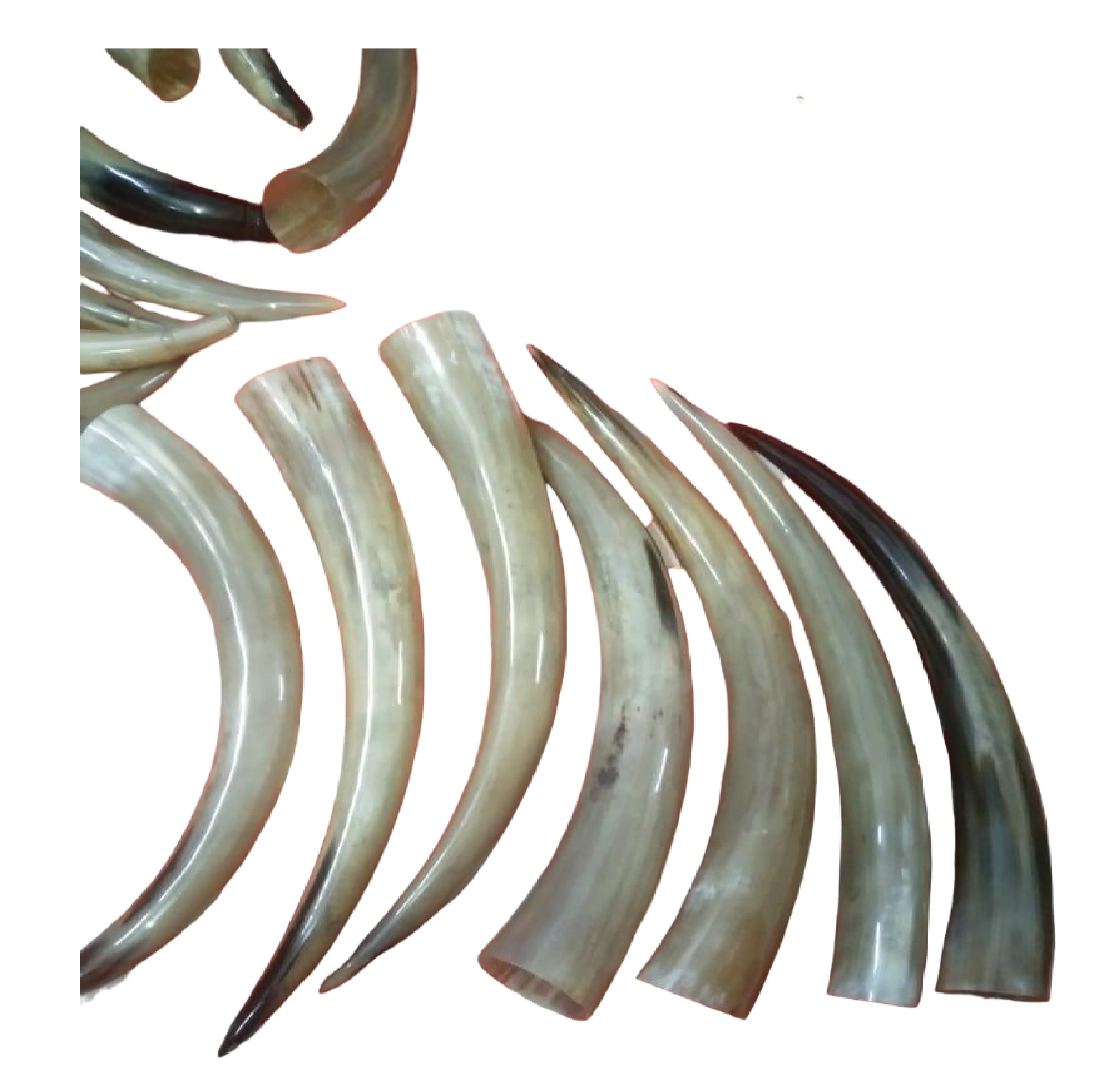 Top Quality Natural Buffalo Powder Best Gifts Top Indian Manufacturer Of Natural Buffalo Blow Horn Powder Horn Drinking Horns