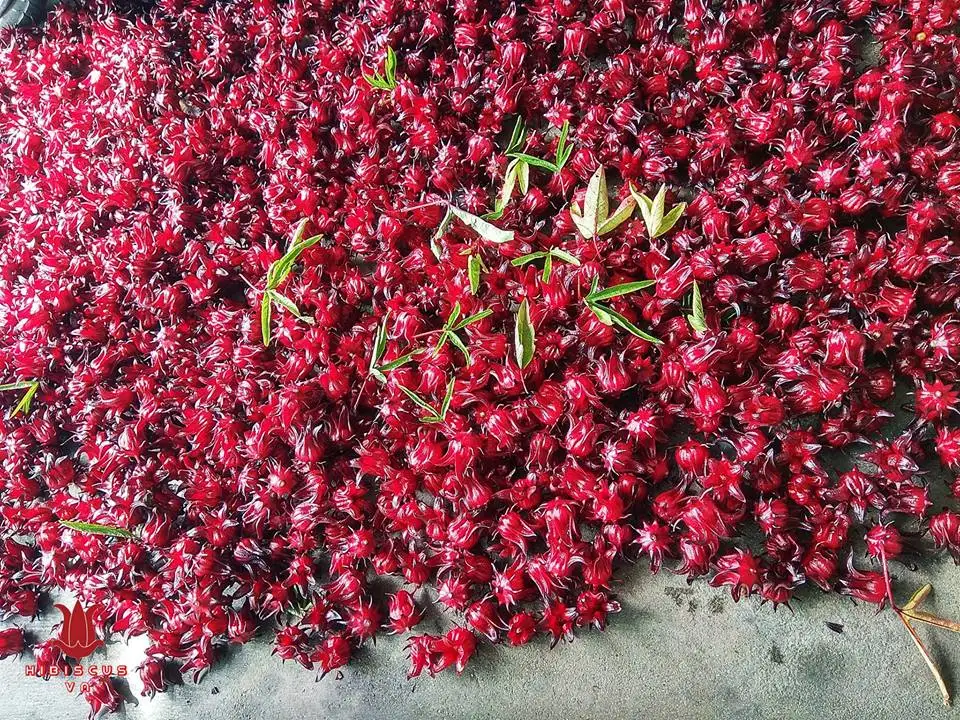 HERBAL TEA FROM DRIED FLOWERS - HIBISCUS FLOWER FROM DIRECT SUPPLIER WITH HIGH QUALITY