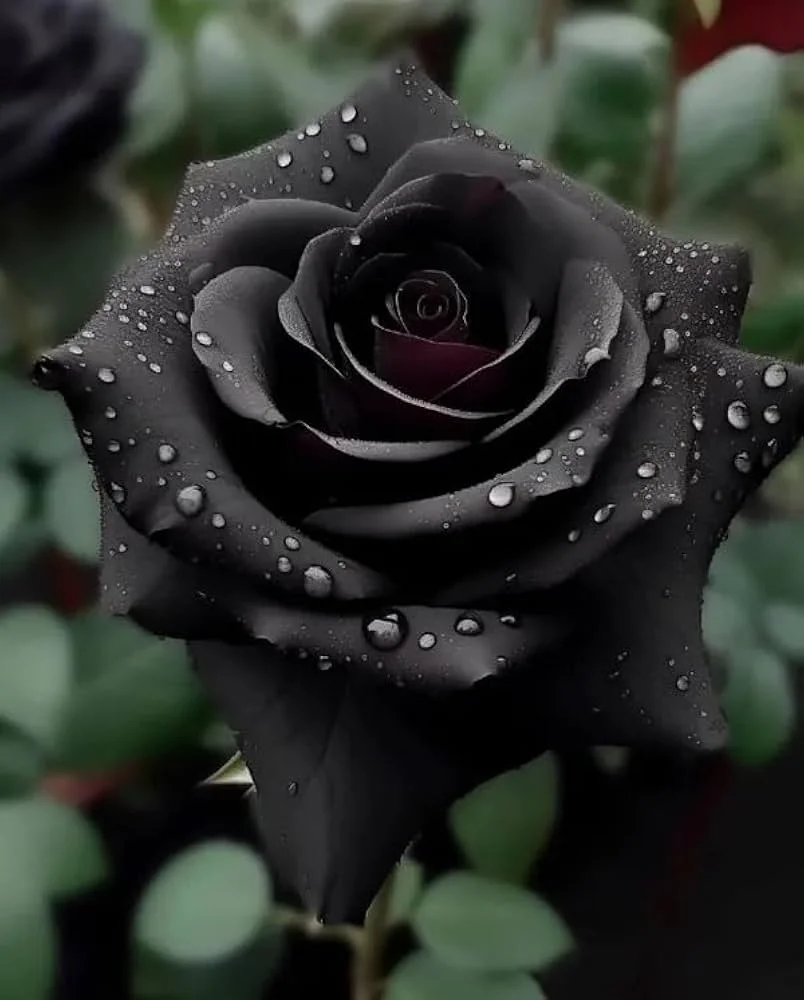 Best Offers Black Rose with Pure Naturally Made Decoration Uses Black Rose Customized Packing Available For Sale