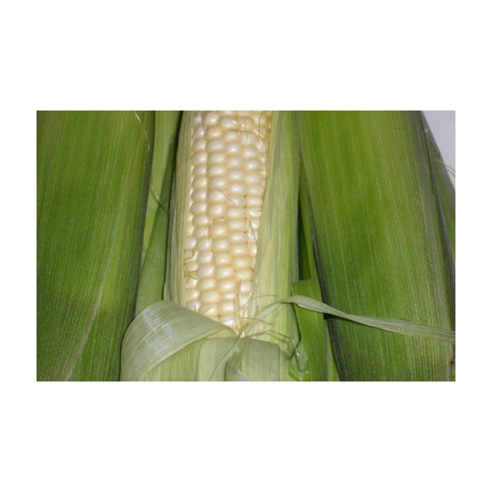 Top Selling White Maize Corn Yellow Maize Export Quality Stock Available For Sale