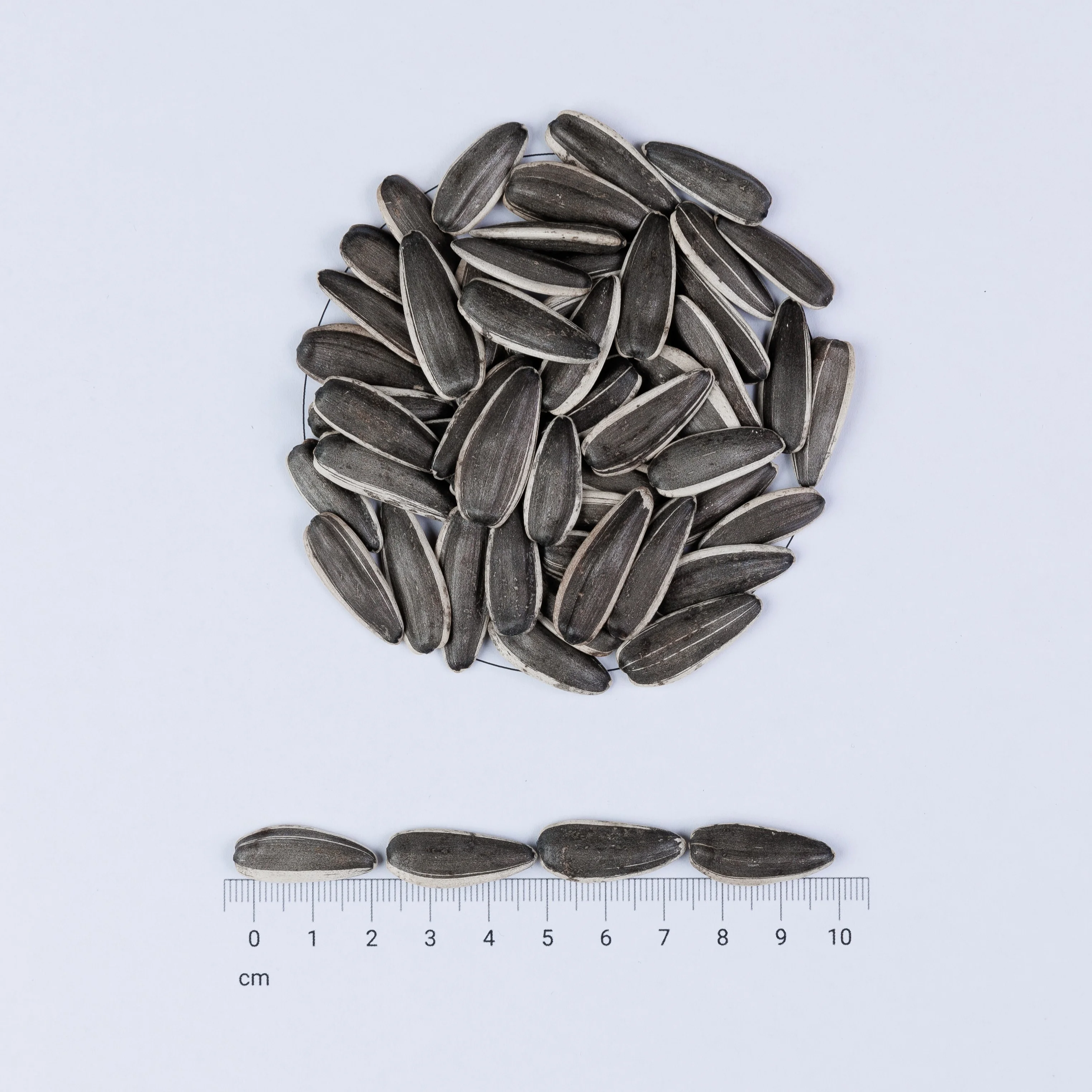 T6 NEW CROP Top Sale Big Size Long Shape Sunflower Seeds Nuts & Kernels Wholesale Snacks Bulgarian Origin BRC Quality Prompt De