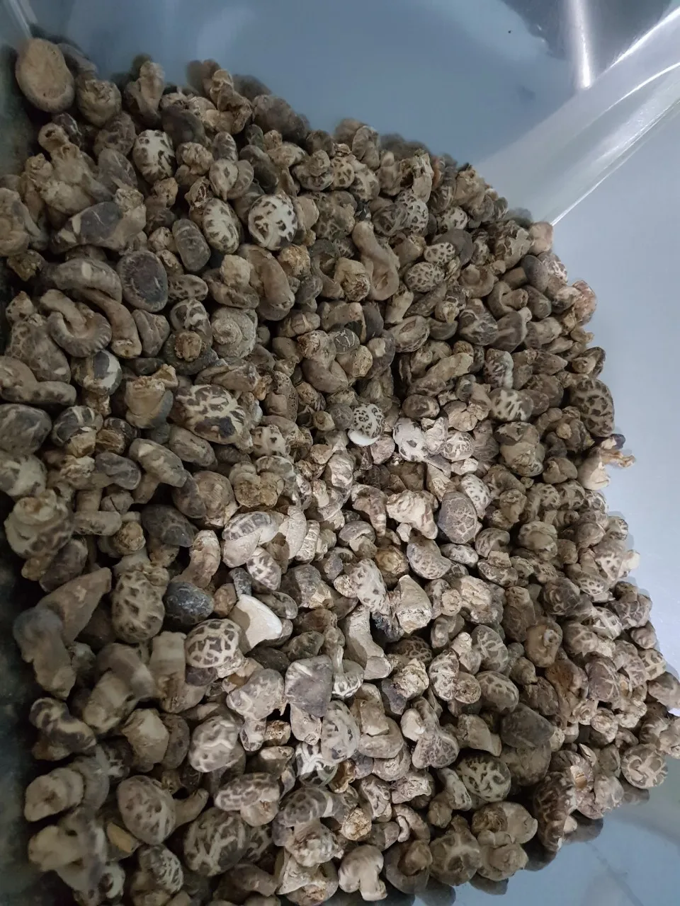 Good Shiitake Mushroom