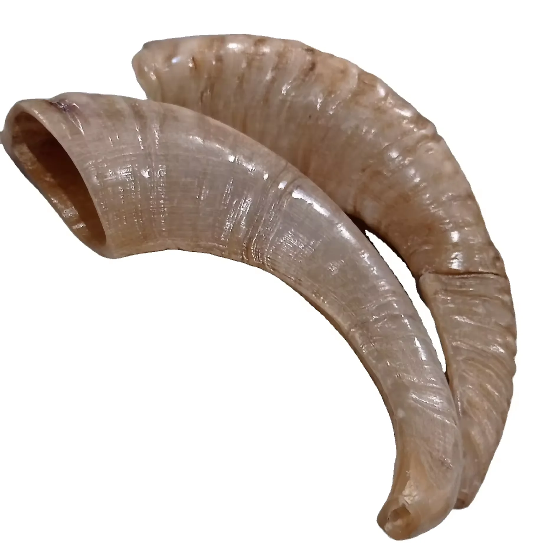 High Quality Natural Kudu Horn Shofar from Israel Polished Ram Horn Antique Imitation Style Organic Material Wholesale Price