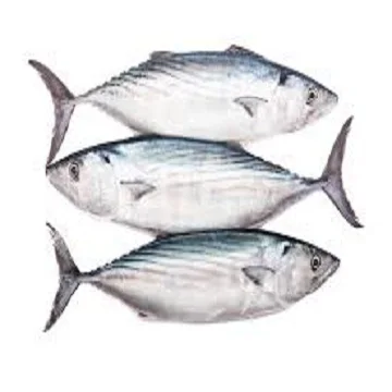 Frozen yellowfin tuna with competitive price / bluk frozen yellowfin albacore tuna reels fish meal