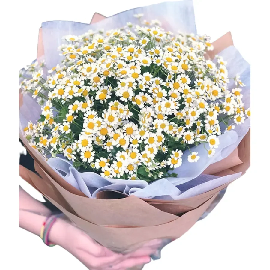 Discovering the Captivating Scents and Therapeutic Benefits of Fresh Tana Chrysanthemum Made In Vietnam