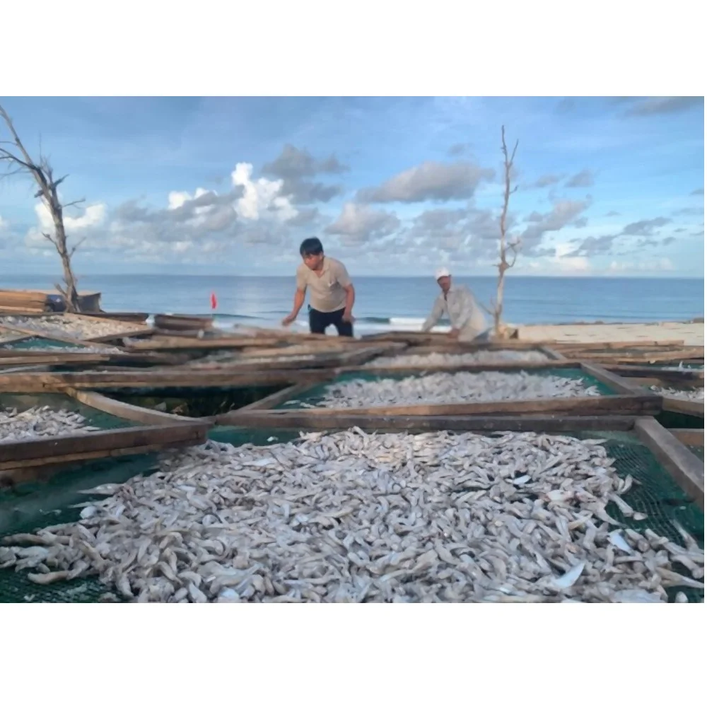 100% natural fresh anchovies Ingredients Sundry Bulk Dried Seafood Dried Salted Anchovies dry Anchovy