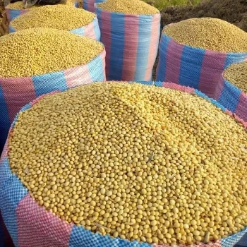 Best Quality Natural and Non- GMO Yellow Soybean Seeds / Soybean / Soya beans High QualitySouth Africa Origin
