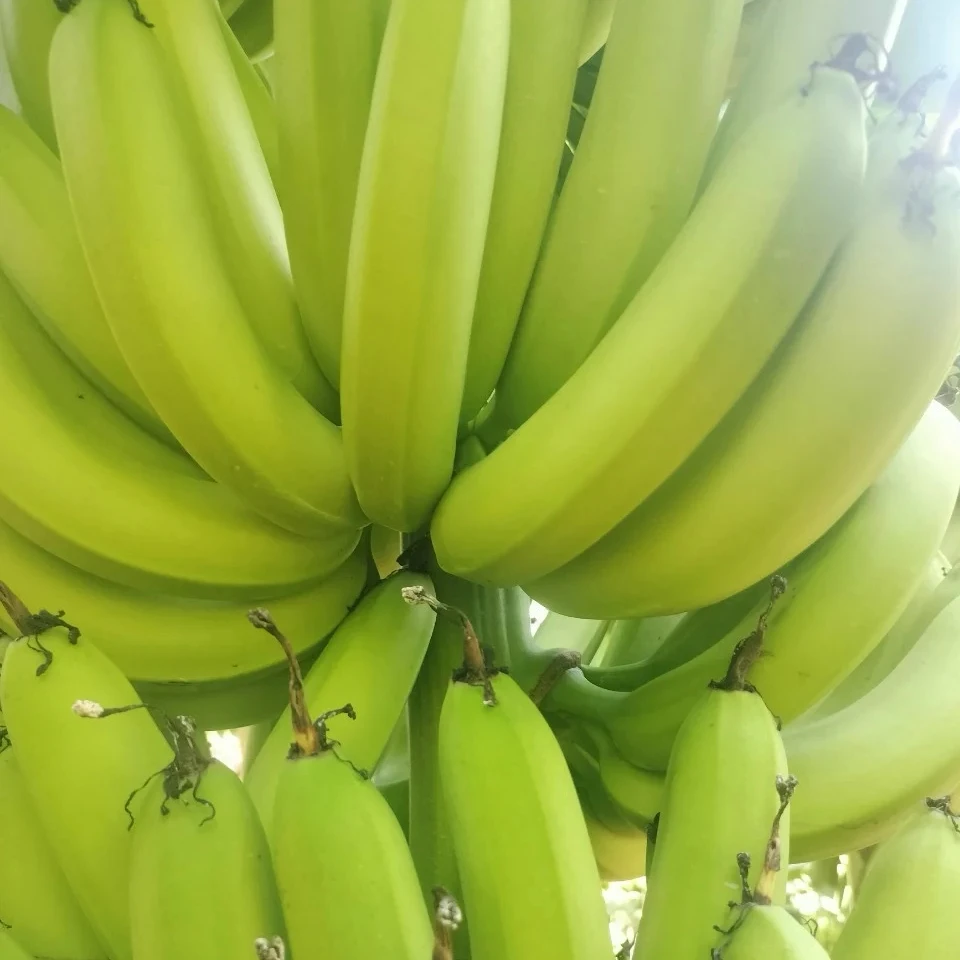 [Top selling] High quality Cavendish Bananas Vietnamese fresh fruit bananas fruits and vegetables with good price