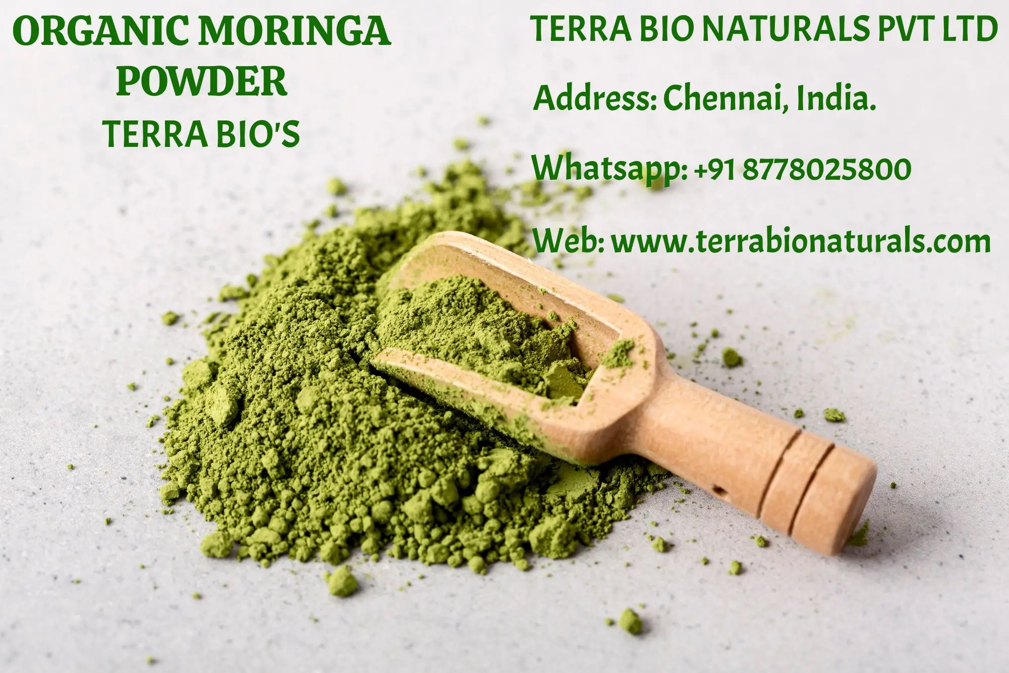 Terra Bio Organic Moringa Oleifera Leaf Powder Healthy Use for Medical Cosmetic Product Export From India