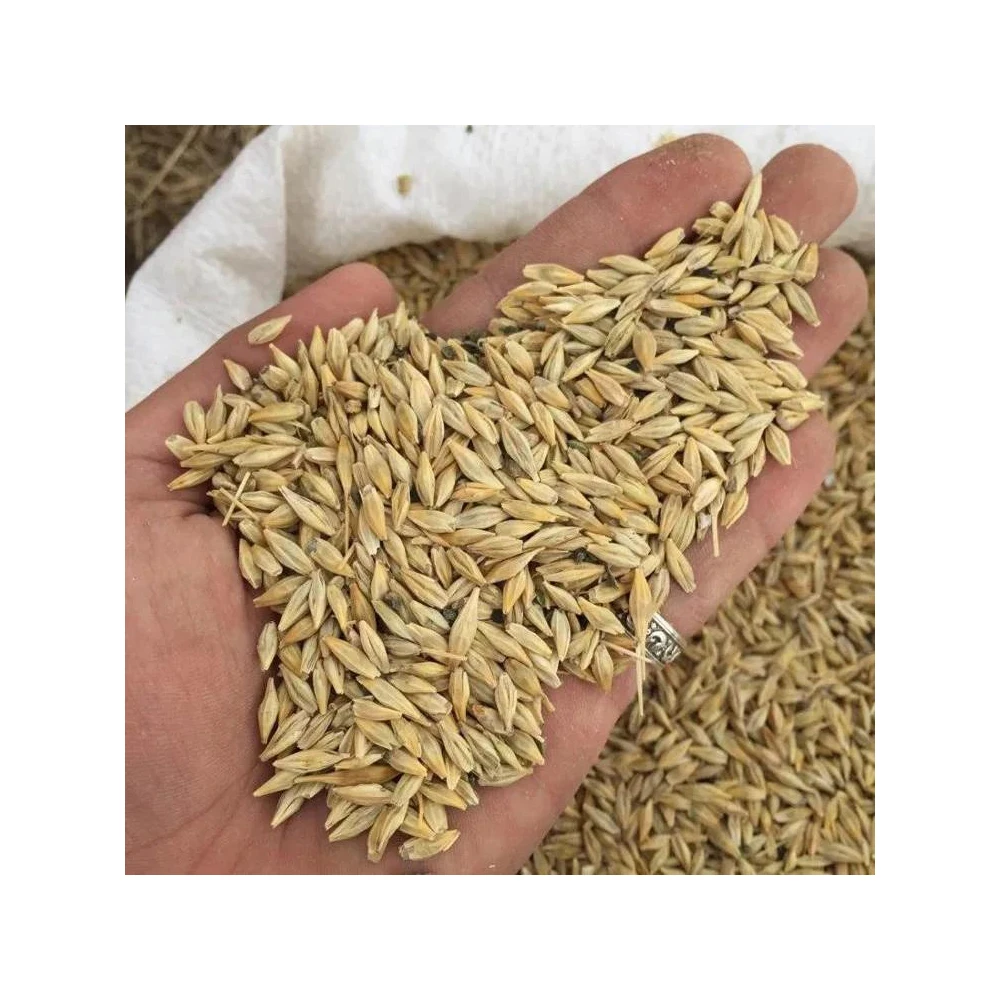 Оптовый Поставщик зерна ячменя кормового класса по доступной цене для продажи кормовой ячмень