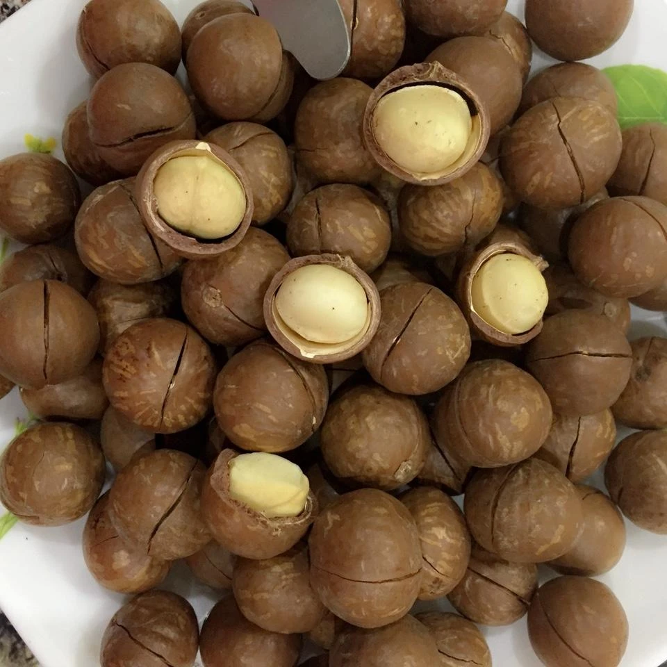 TOP EXPORT 2024 MACADAMIA NUT BEST PRICE PREMIUM QUALITY