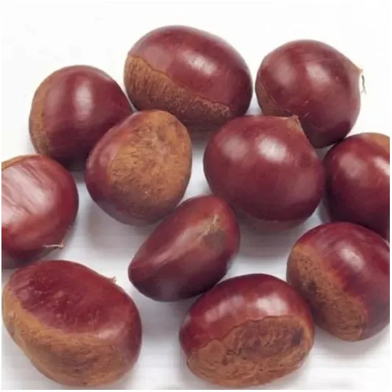 Chestnut Kennel Raw Fresh Chestnuts Organic Fresh Chest Nuts Peeled Roasted Kernels Low Price Quality premium Fresh Chestnuts