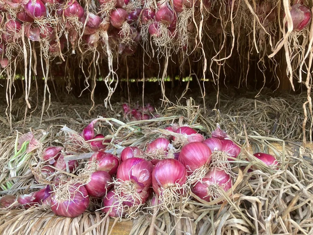 Thai Bawang Merah Thai Vegetable Fresh Red Shallot +66934602728 Onion Mesh Bag Good Grade Ready to Export from Thailand