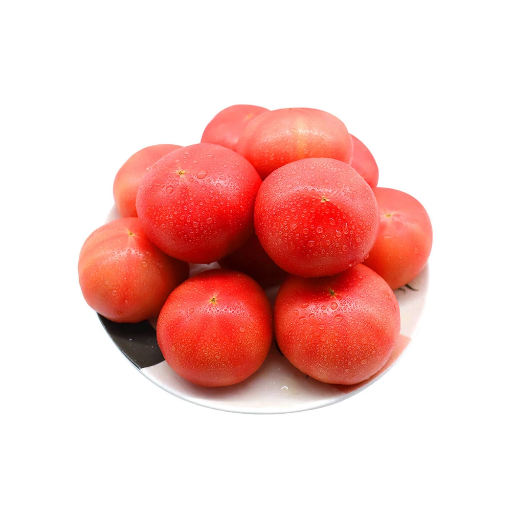 Highest Quality Organic Fresh Red Tomatoes New Arrival from Trusted Global Manufacturer and Exporter