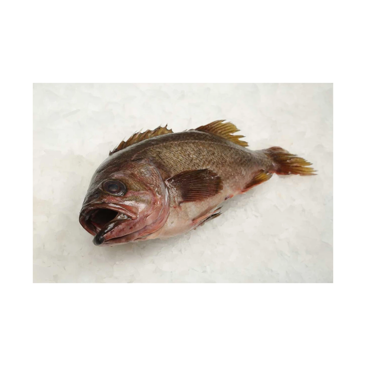 Hot Selling Price Fresh ROCK FISH MEBARU NITSUKE Seafood Fish in Bulk