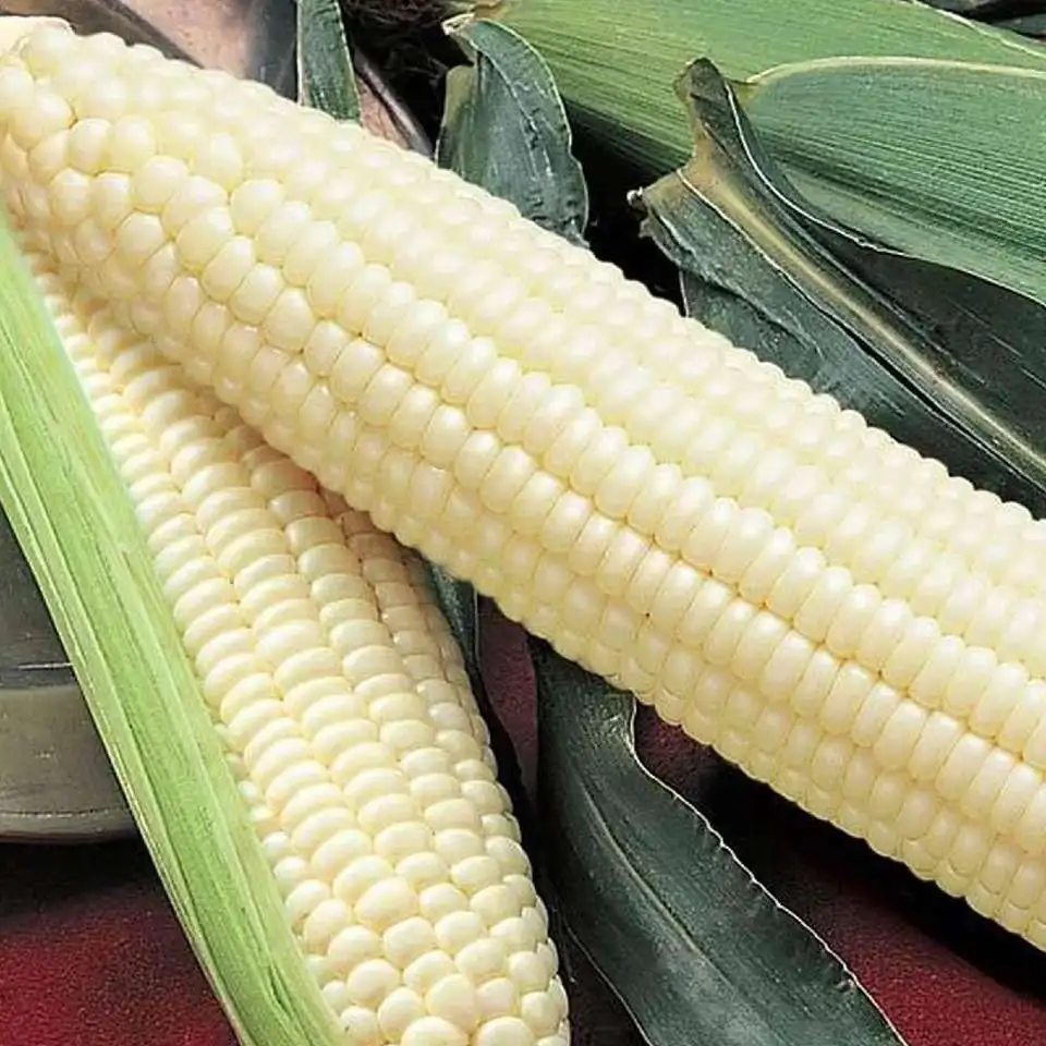 white corn for sale.jpg
