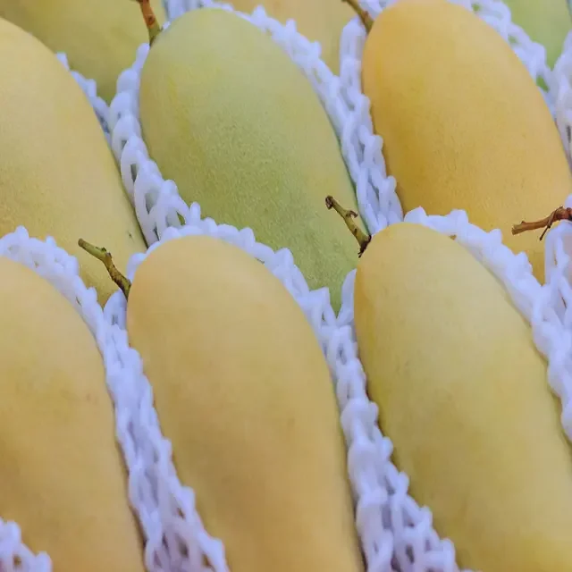 Высокое качество оптовая продажа 100% натуральный вкусный вкус египетских свежих фруктов манго по конкурентоспособной рыночной цене