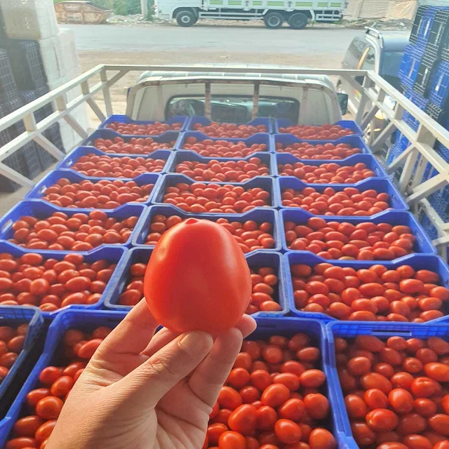 fresh sweet Thai red tomatoes for sale red style packaging seeds red hybrid tomato seed new year  crop