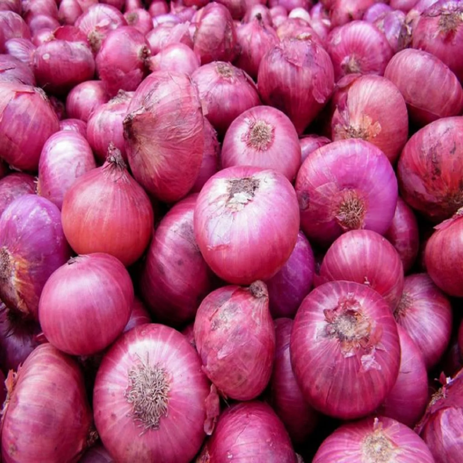 We have very good quality red onion which is naturally produced for export all over the world