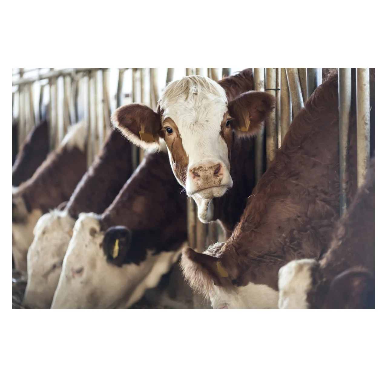 Молочный скот Holstein Friesians