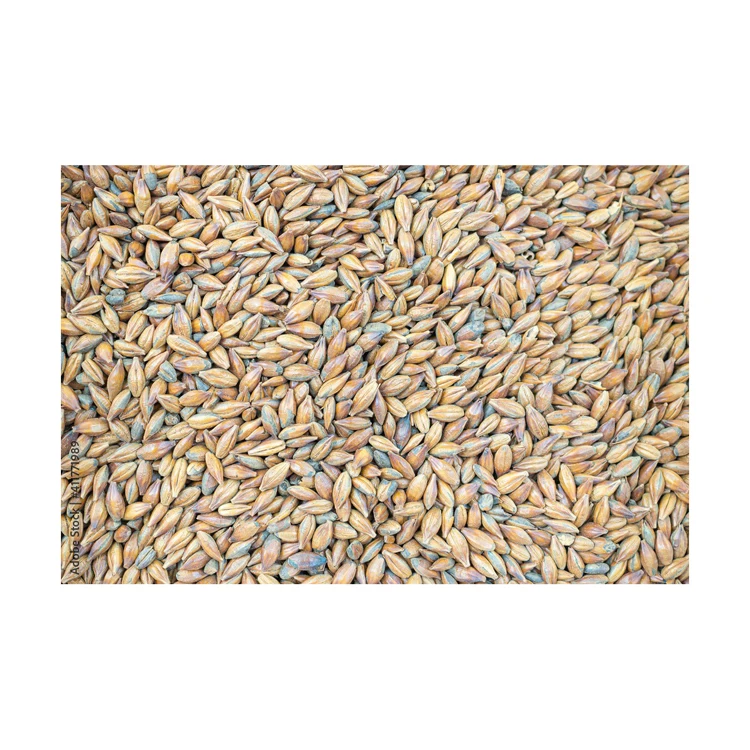 Feed Barley grain / Barley Malt grain / Hulled Barley
