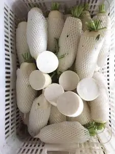 Factory direct sale radish  white radish fresh vegetables fresh radish delicious taste