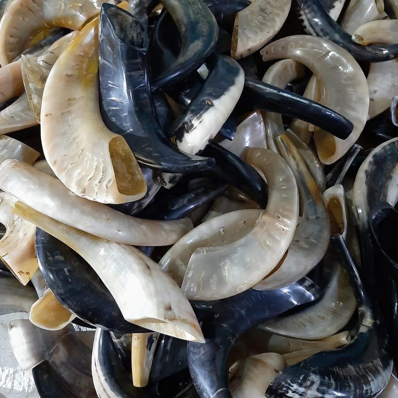 Handcrafted Kosher Ram Shofar Musical Horn Cleaning Brush Agate Anti Odor Spray shofar stand & Shofar Bag Decorative Jewish Gift