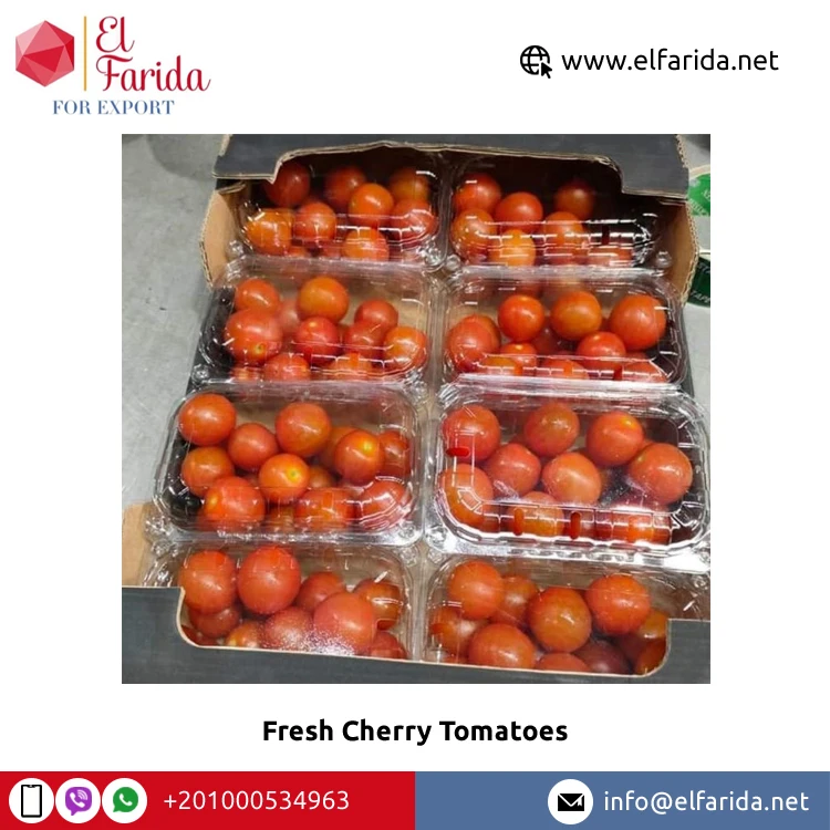 Egypt Origin Supplier Selling Best Quality Fresh Vegetables Products Fresh Cherry Tomatoes at Wholesale Market Price