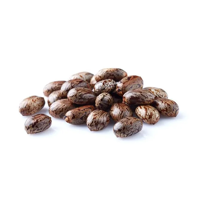 High Quality Castor Seeds / Cheap High Quality Natural Castor SEEDS