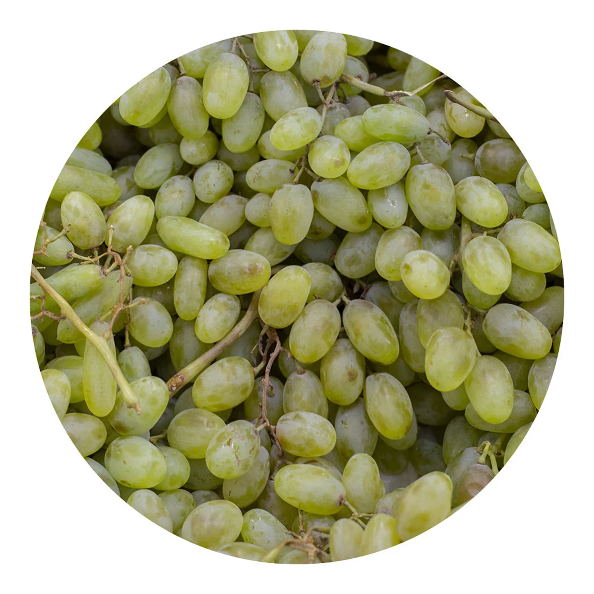 Environmentally friendly grapes for sale guaranteed to meet quality standards manufacturer prices