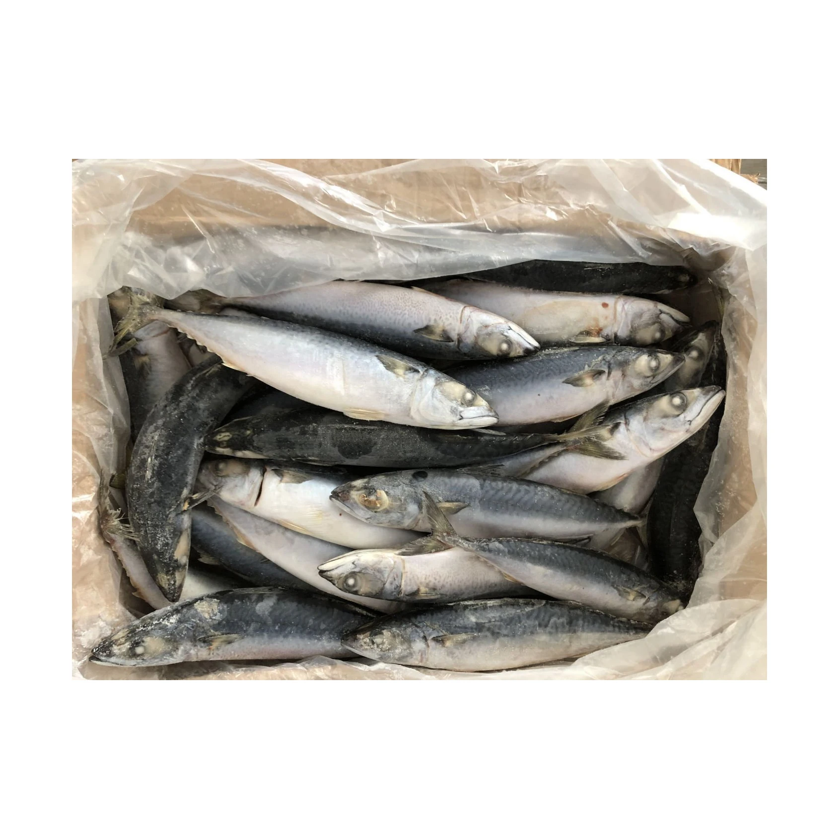 Wholesale Quantity Supplier Selling frozen Barracuda Fish Fish at Direct Factory Price