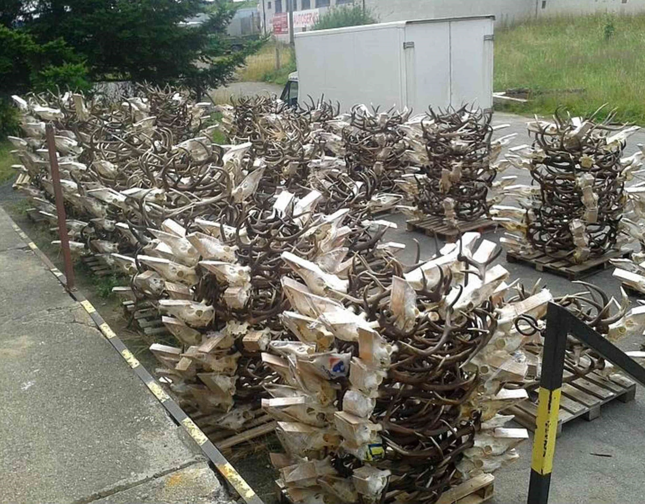 Оленьих рогов и оленя для кормления | Основные олень корма (DER-040416)