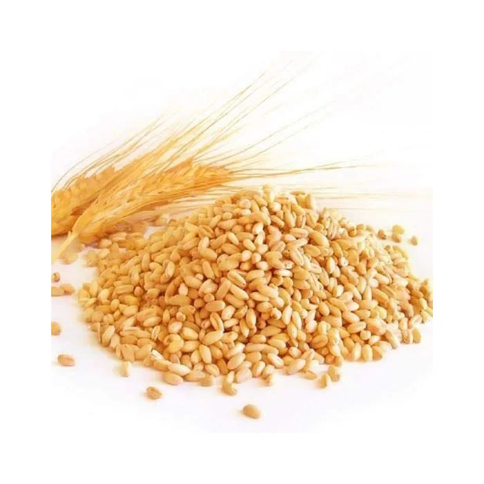 AMAZING QUALITY whole grain wheat for sale wheat grain wholesale buy wheat grain