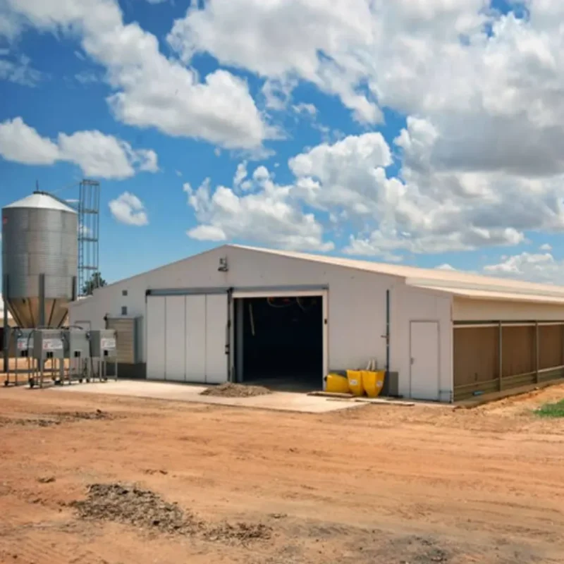 Thermal Insulation Air Convection Poultry Farming Animal Shed Steel Structure Building Chicken Cow House