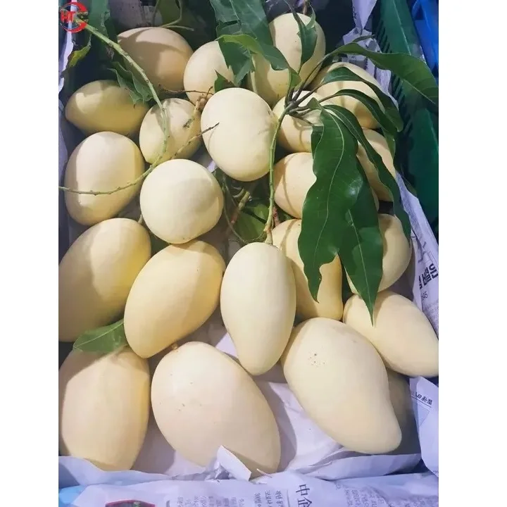 Mango Fresh Fruit Yellow Smooth Flesh Healthy Nutritious Natural Sweet  Ripe Maturity Yellow Color Cat Chu Mango