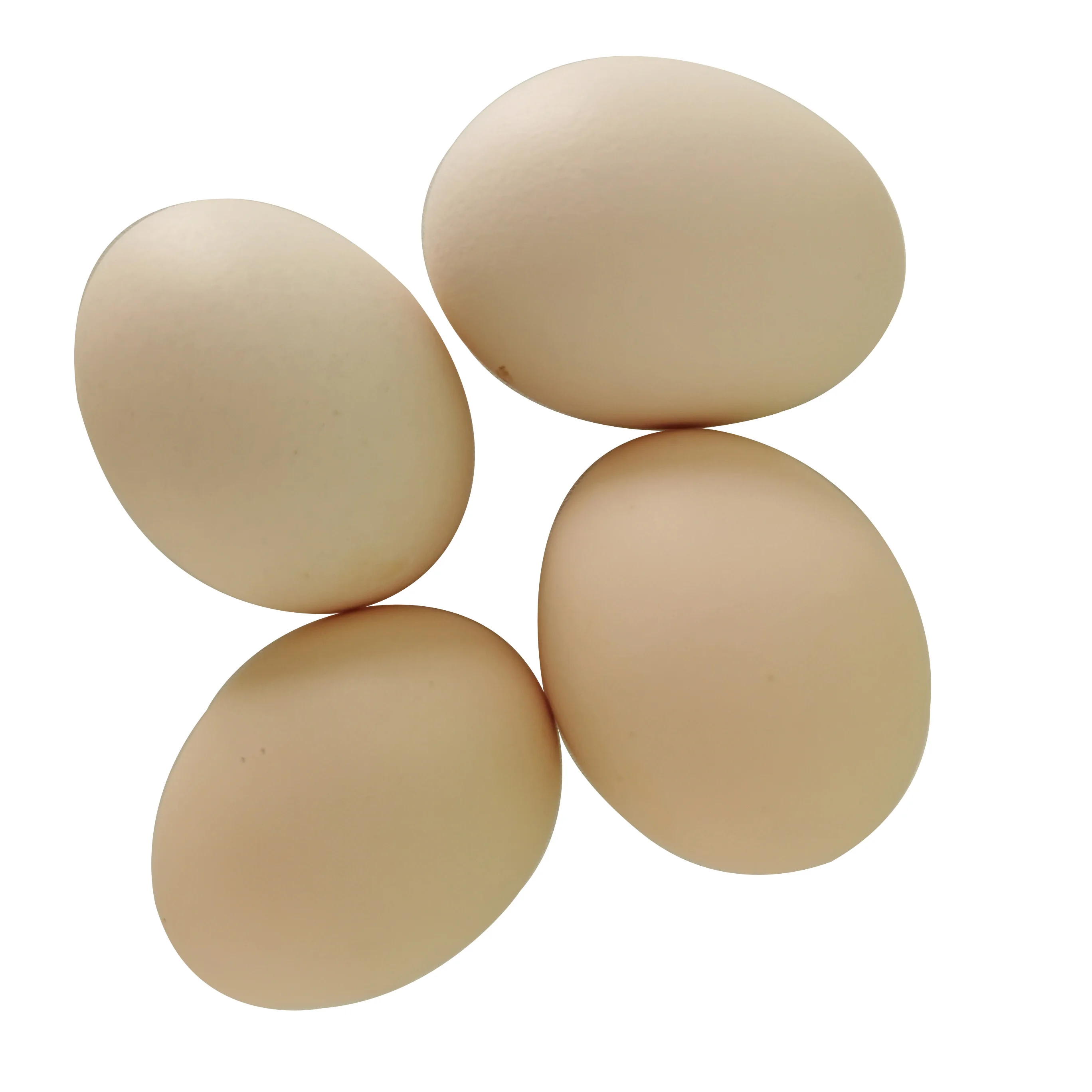 Fresh Chicken Table Eggs Brown and White Shell Chicken Eggs for sale