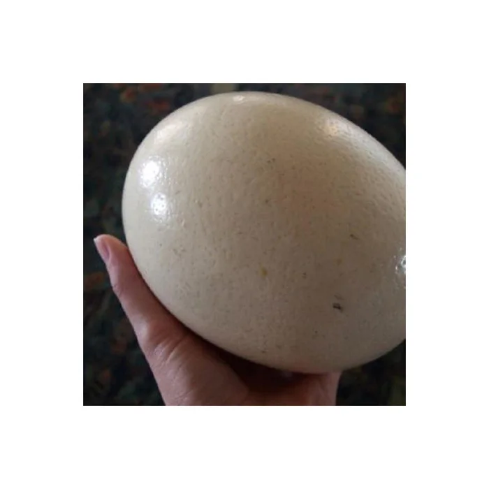 Hot selling Ostrich Eggs, Chicken Eggs