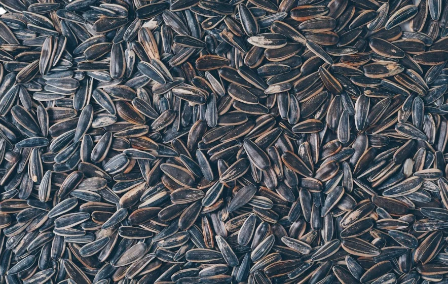 Top Quality A Grade Hybrid Sunflower Seed Best Quality Turkish Sunflower Seeds Organic Sunflower