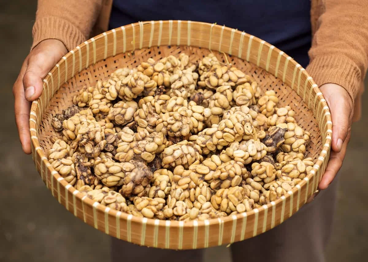 Премиум дикий кофе Luwak в зернах цена/Kopi Кофе для продажи/купить Civet Kopi зеленый Индонезия