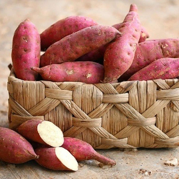 first grade sweet potato from Vietnam wholesales sweet potato with manufacture price