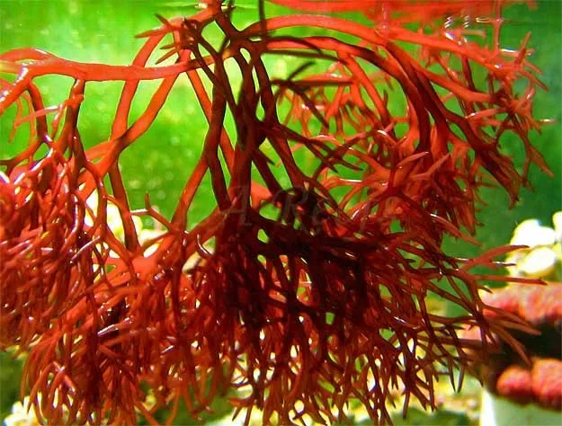 Сушеные водоросли Gracilaria из Вьетнама хорошая цена