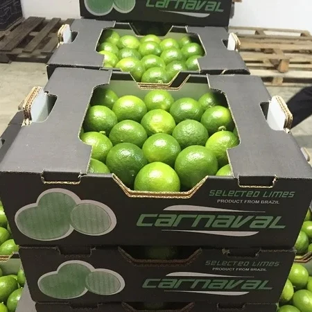 Citrus Fruit Vietnam Fresh Seedless Lime - High Quality Lime - Top Quality Product Export from Vietnam