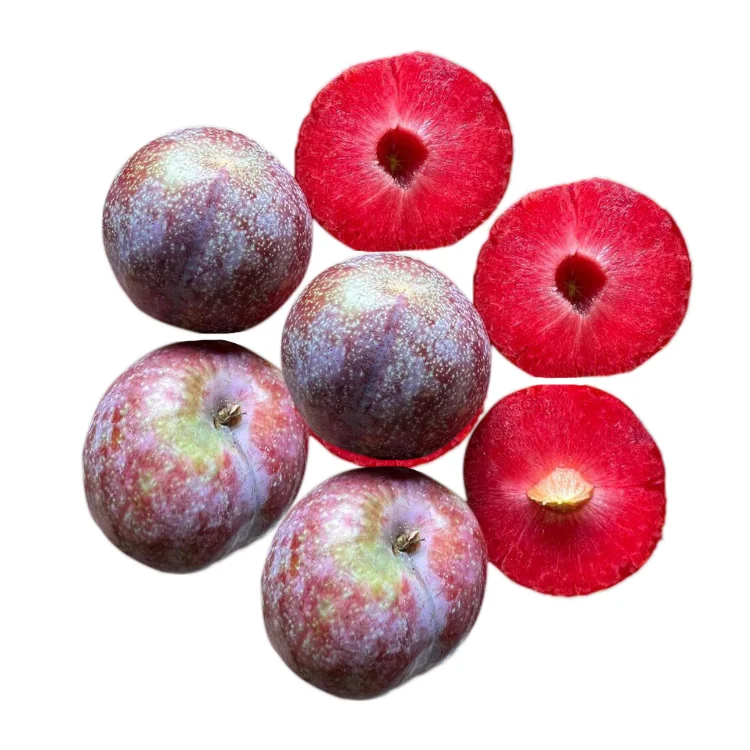 purple tasty plum Competitive Price organic using for many purposes TCVN packing in carton Vietnam Manufacturer