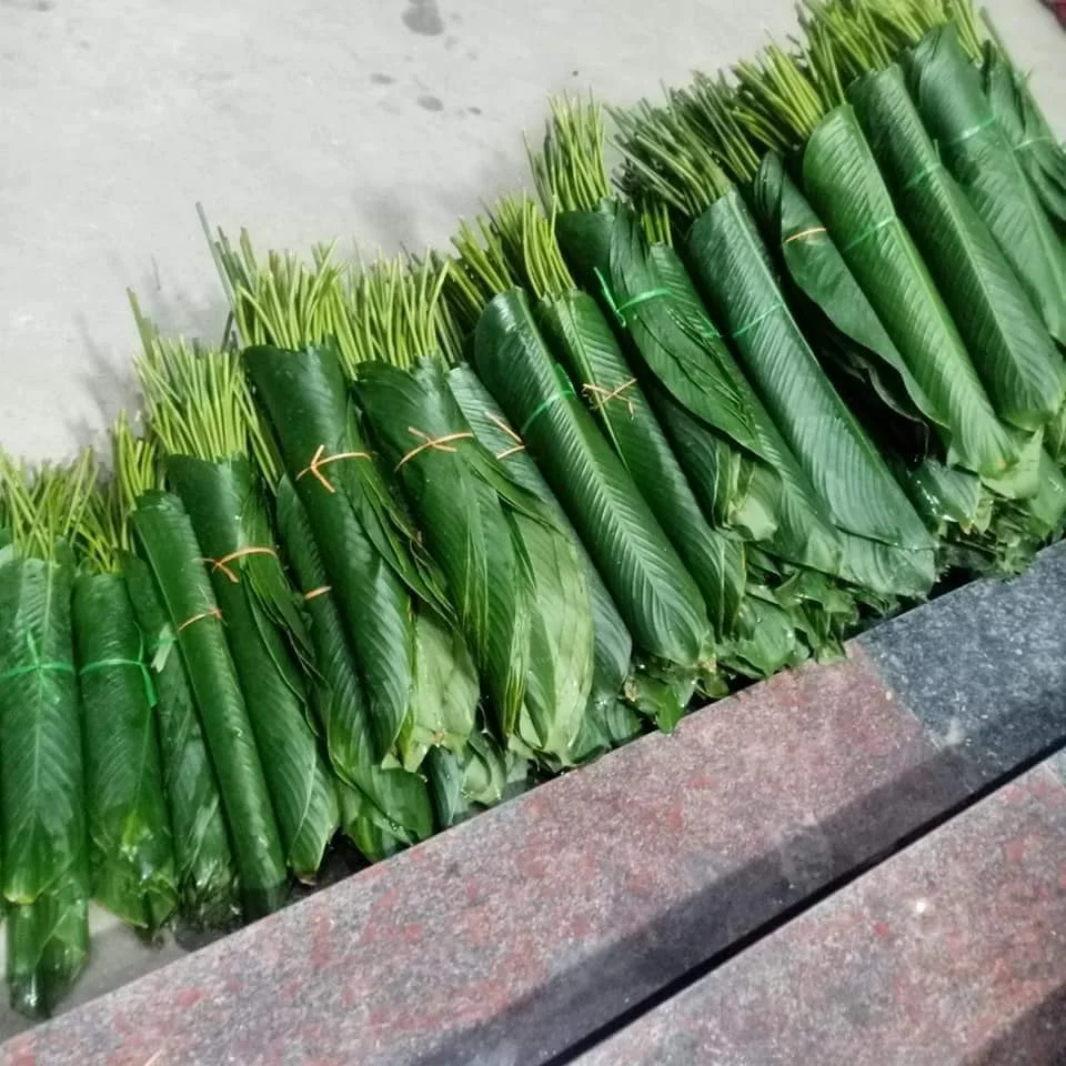 Экологически Чистые Большие свежие листья Донга для упаковки продуктов зеленые оберточный лист из Вьетнама