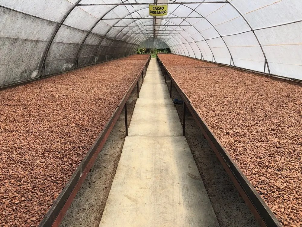 Organic Raw Cacao Beans Export to EU USA UAE Etc High Quality Cacao Powder Making Chocolate at Cheap Price Cocoa Beans Top Dark