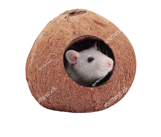 Best Quality Coconut Three Quarter Shell Sustainable and Eco-friendly Reptiles and Amphibians made from Coconut Shells
