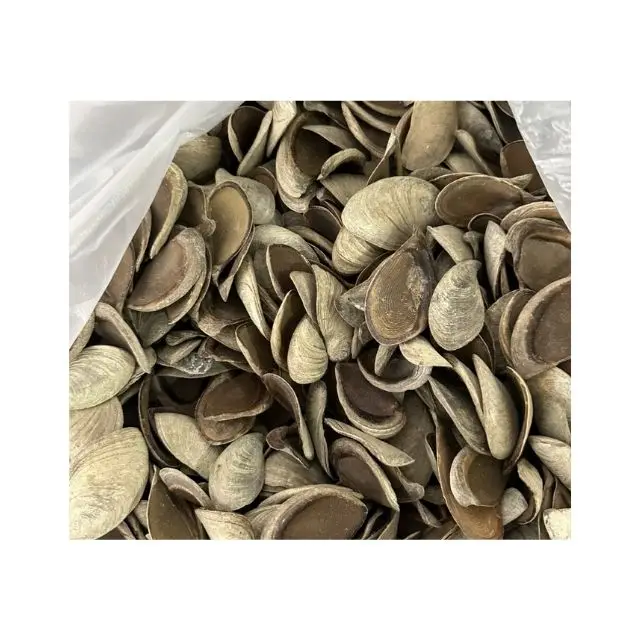 Seashell Product Nail Shell Murex Operculum Good Material for Extract Perfume Blue Lotus Farm Viet Nam