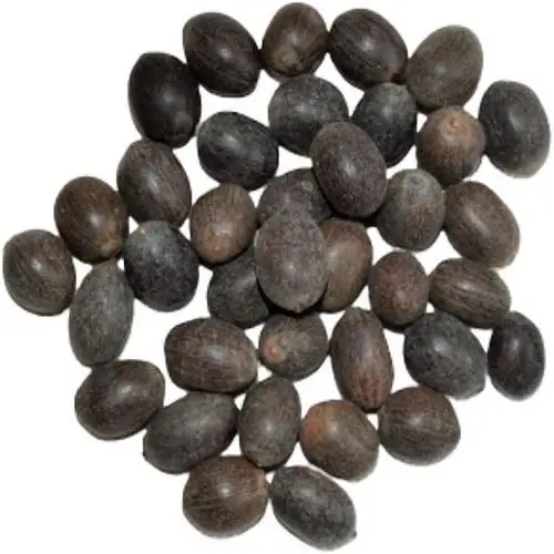 Top Grade Jatropha Seeds Wholesale Price