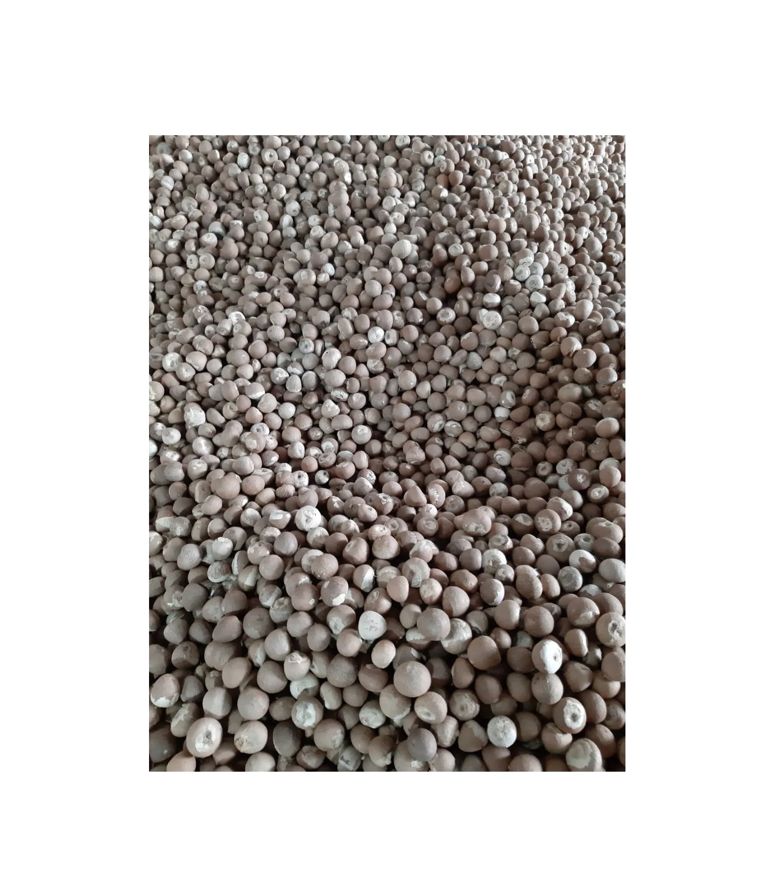 Good Quality New Crop Agricultural Products Dried Betel Nut Dry Arecanuts with Competitive Price for Sale From Indonesia