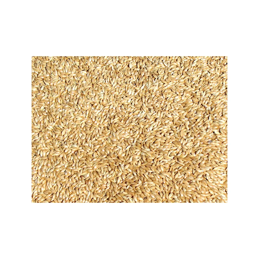 Quality Wholesale Supplier of Animal Feed Grade Organic Canary Seeds for Bulk Purchase